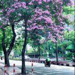 Tabebuya Mekar, Koridor Surabaya Kian Cantik Menyenangkan Bagi Pejalan Kota